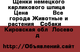 Щенки немецкого карликового шпица › Цена ­ 20 000 - Все города Животные и растения » Собаки   . Кировская обл.,Лосево д.